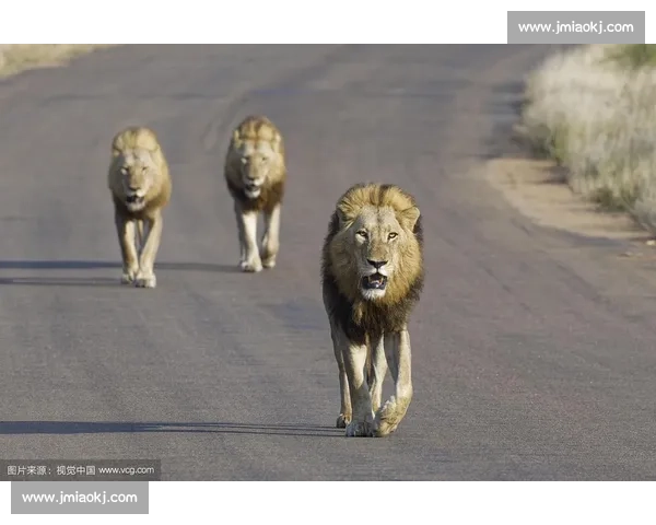 南非雄狮碾压野蛮人队,友谊赛狂揽 35 分创纪录